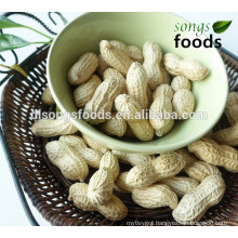 Chinese Wholesale Raw Peanuts with good price